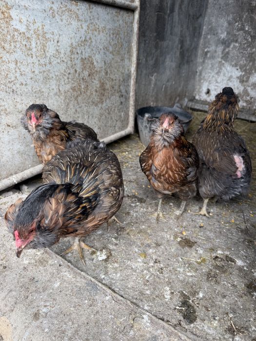 Araucana Potarnichiu Salbatic pasari si oua
