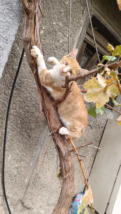 Подарявам котенце