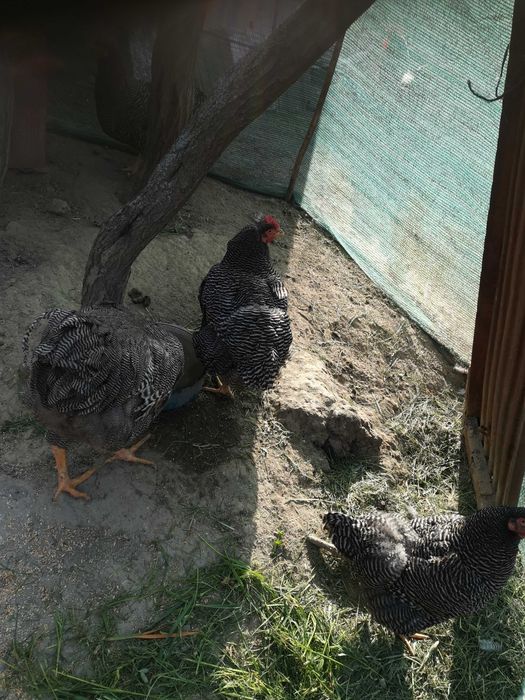 Vând familie playmount.