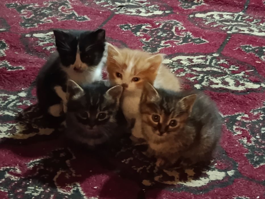 Отдам котят бесплатно