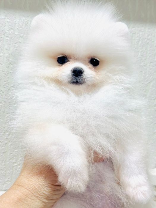 Шпицы мальчики и девочки