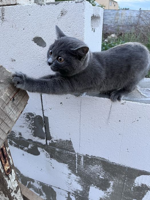 Котенок, британская кошка