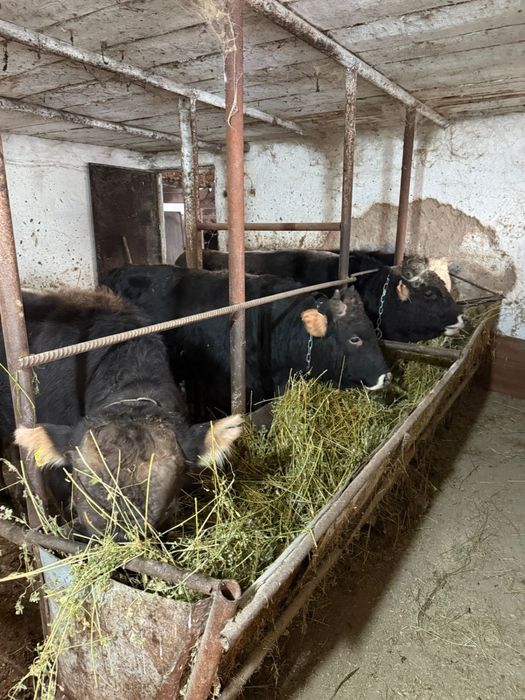 Быки на продажу