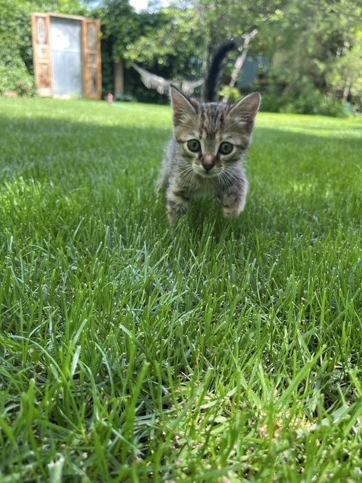 Котенок в добрые руки