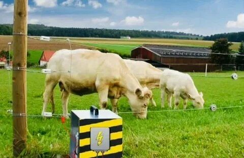 Электропастух Малға,Пастух