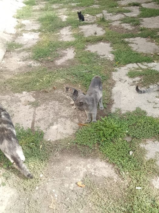 Котята , коты и кошки