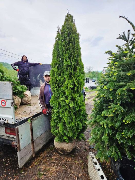 Tuia Smaragd calitate extra