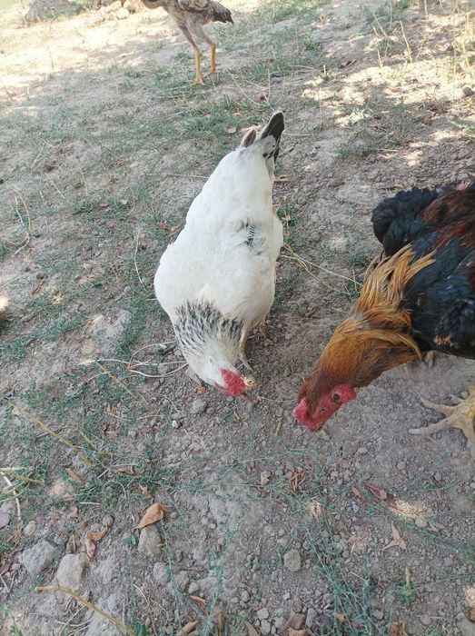 Dakan xoroz bilan adler tovuq