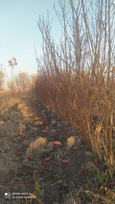 Katta semiz dumbali qora külotli jojalar