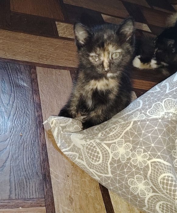 Отдам котенка девочка