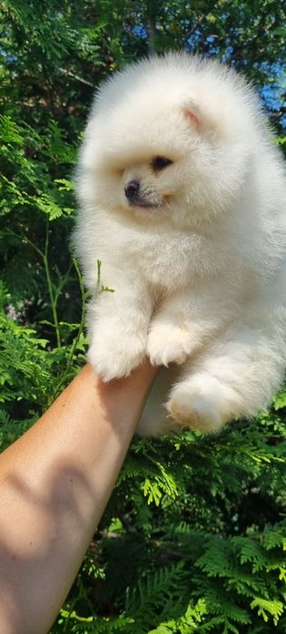 Померан мини померанче