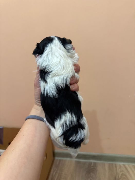 Бивер йоркширски териер