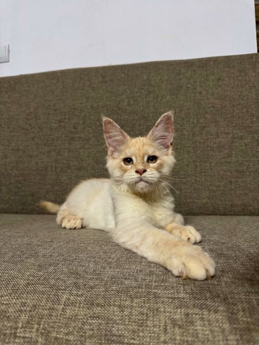 Femela maine coon felisa autorizata