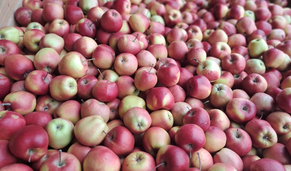 Mere mici – roșii și Golden în lăzi paletizate