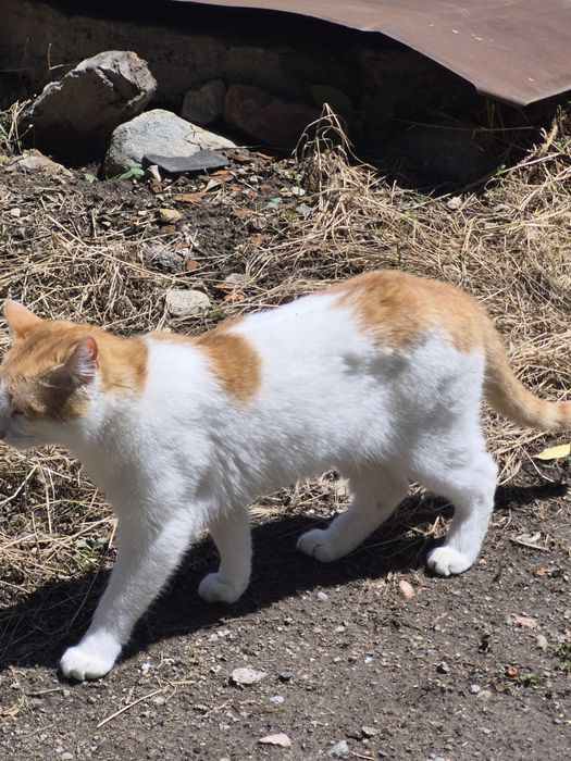 Отдам бесплатно кота