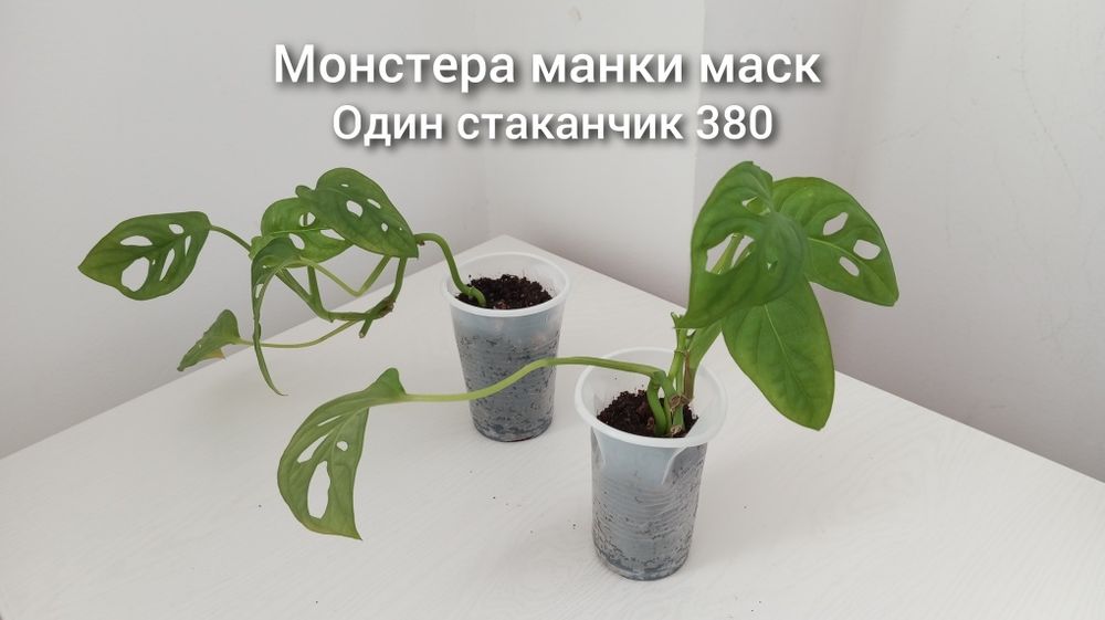 Үй гүлдері/Комнатные растения