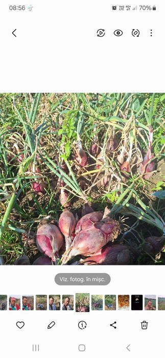 Ceapă roșie de Buzău