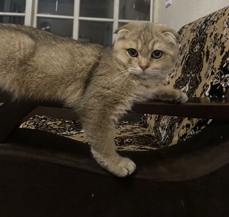 Шатланский Мушук