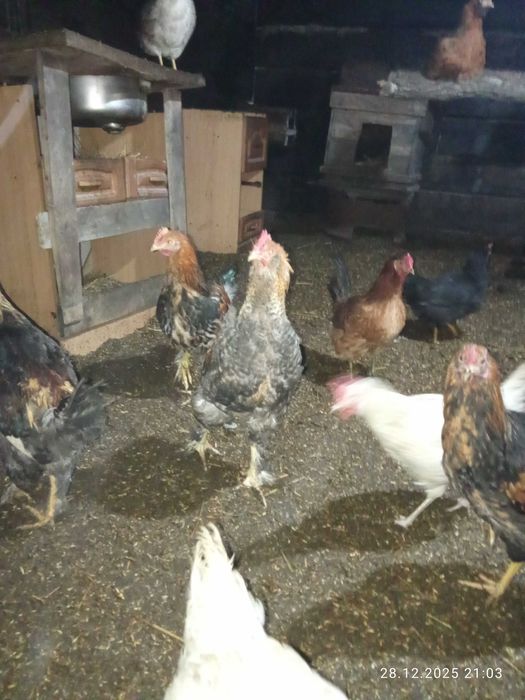 Продам петушков.