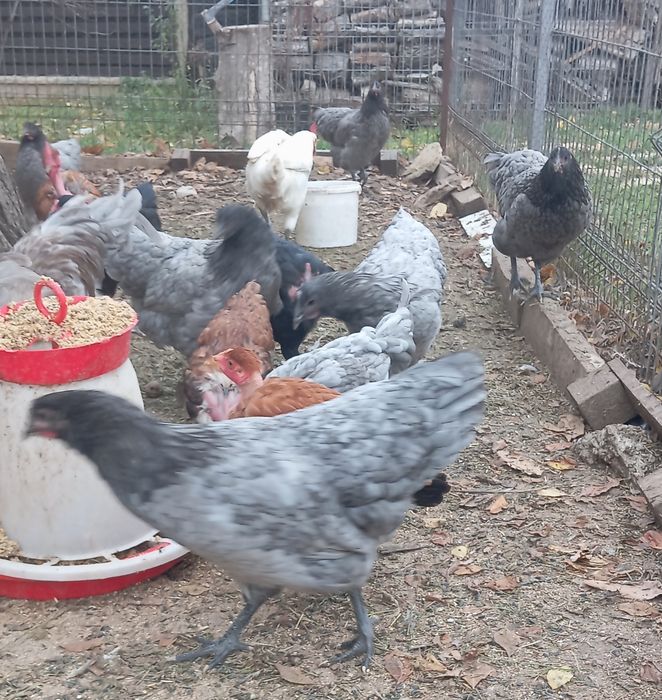 Gaini australorp