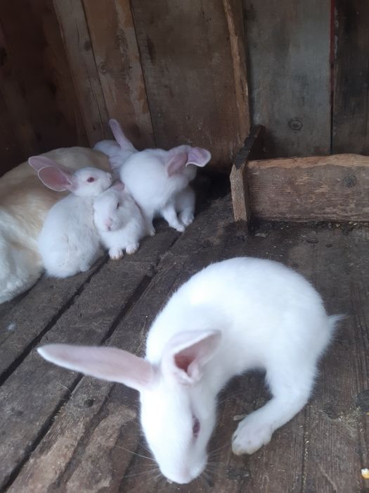 Iepurași Hycole Francez – Vârstă 1 lună (Rasă de carne)
