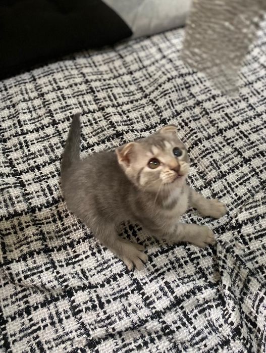 Шотландский котёнок, 2,5 месяца