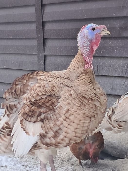 Продам индюков. Күрке тауық сатамын.