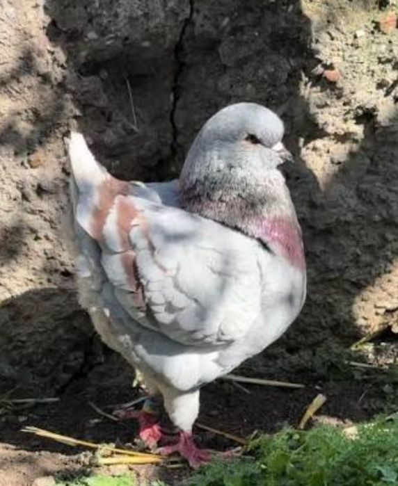 Продам голубей кингов