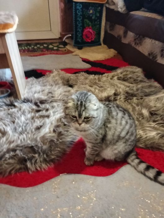 Vind pisică de rasă Schorchio fold foarte frumoasă