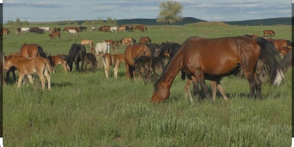 Кулын. Лошади табуны видео. Мощный табун лошадей. Табунное коневодство якутия. Кобылка.