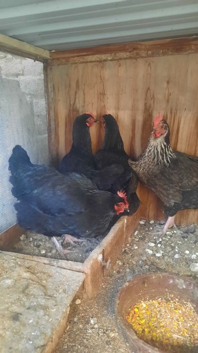 Tovuq xo'rozlar sotiladi xammasi so'glom