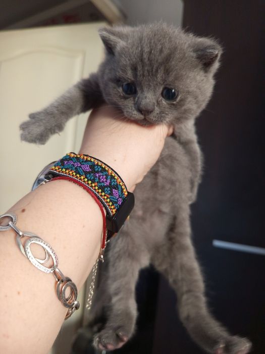 Британски котенца
