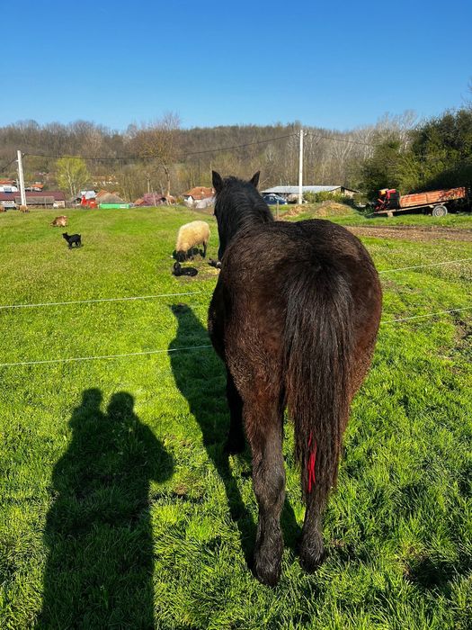 Mânză neagră din cai grei