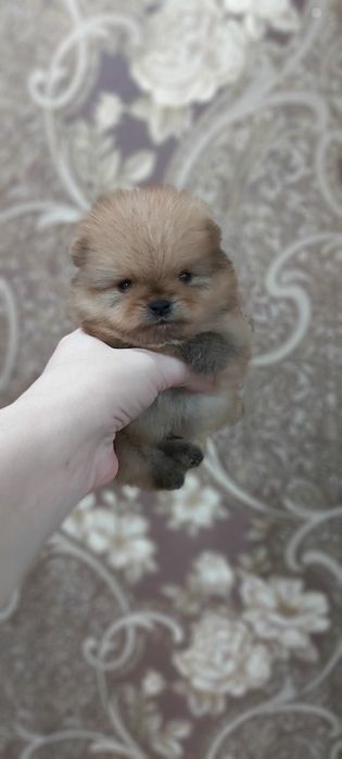 Шпицы мальчики и девочки