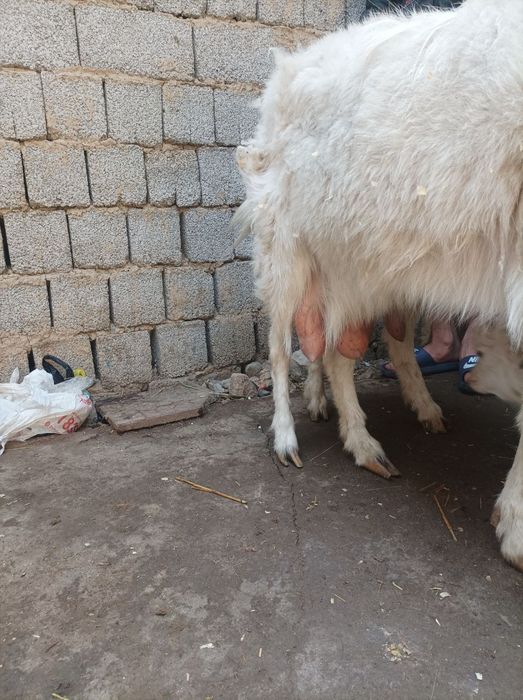 Ona bola echkila sotiladi