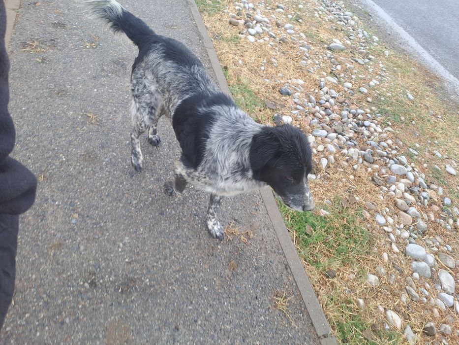 Тегін еркек машкі