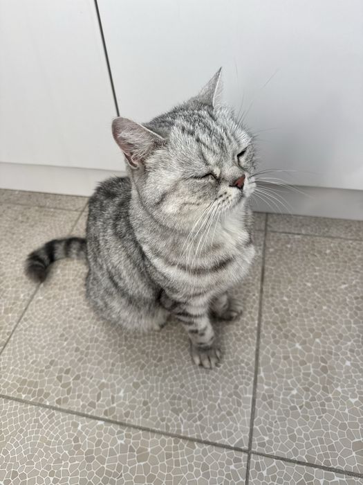 Кошка ищет дом шотландка