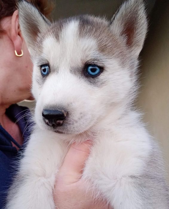 Pui Husky vanzare