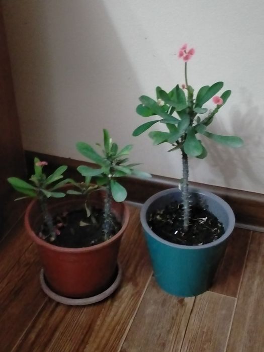 Продам отростки молочая миля