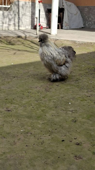 шолк хўроз сотилади