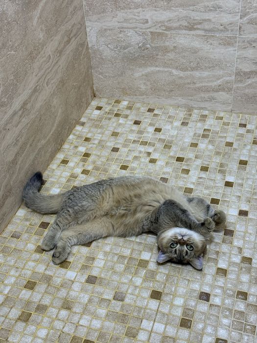 Золотистая шиншилла, кошка