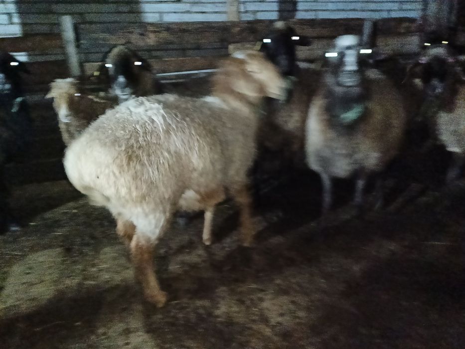 Бараны кой токты кошкар