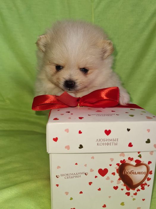 Продам щенков шпица,прекрасный подарок