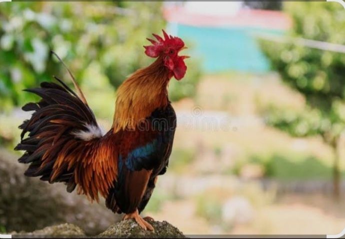 Петух 2 штук продается