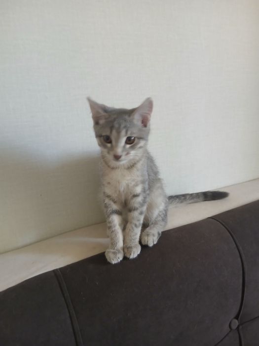 Котята и кошка в добрые руки