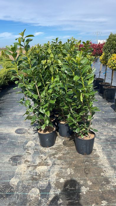 Laurus Englezesc