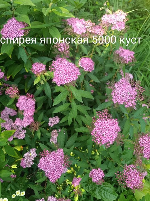 Продам цветы многолетний