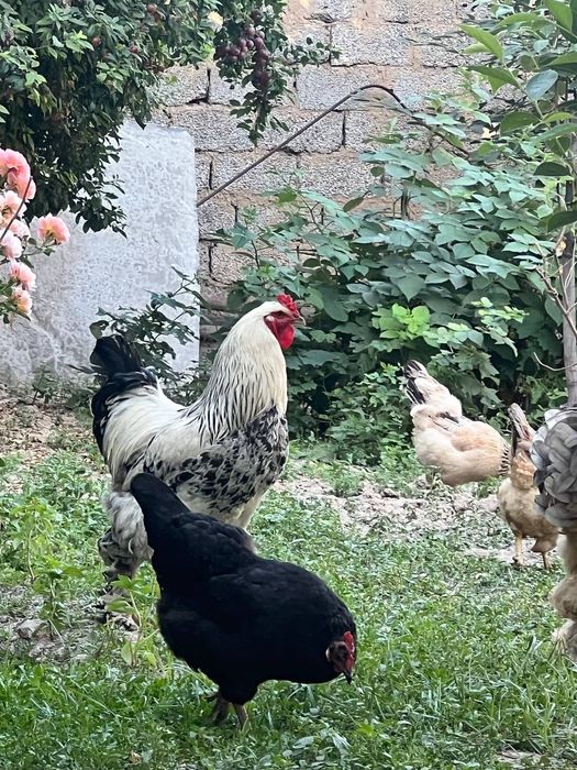 Brama jo‘ja xorozla sotiladi