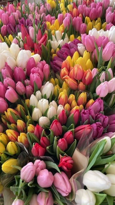Шикарные тюльпаны к 8 марта