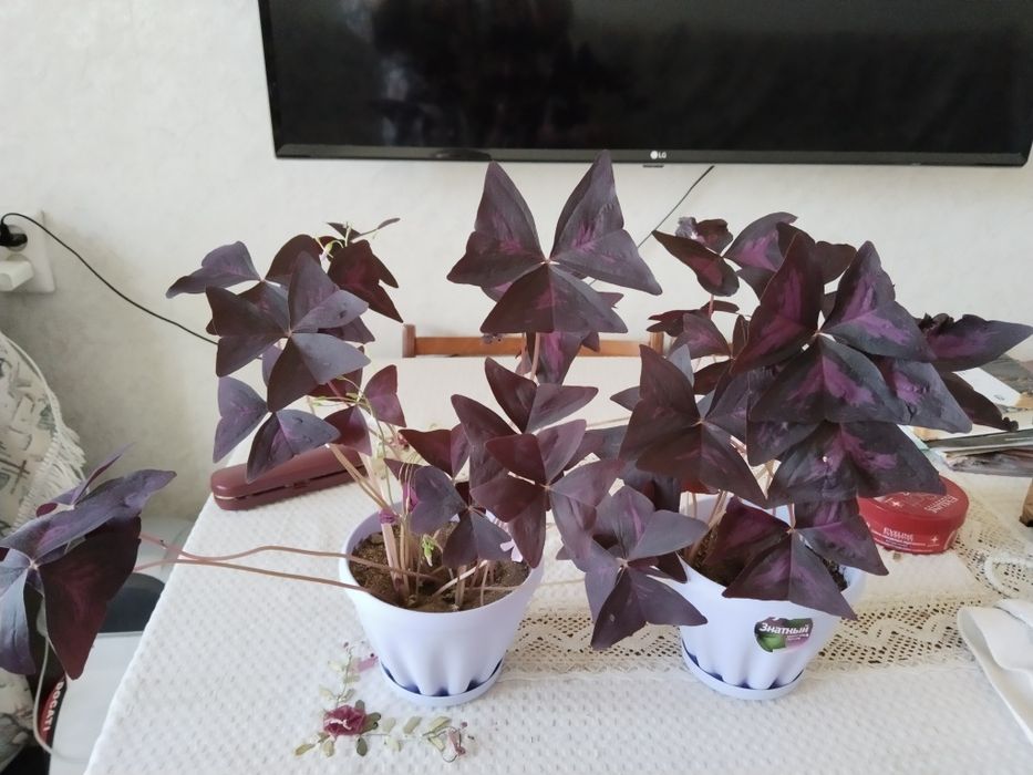 Кислица оксалис бабочка